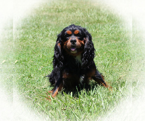 Father of the Cavalier King Charles Spaniel puppies born on 03/26/2025