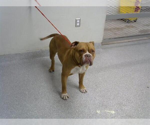 Medium Photo #1 Staffordshire Bull Terrier-Unknown Mix Puppy For Sale in Pasadena, TX, USA