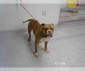 Staffordshire Bull Terrier-Unknown Mix Dogs for adoption in Pasadena, TX, USA