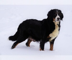 Mother of the Bernese Mountain Dog puppies born on 12/30/2020