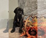 Small Photo #1 Great Dane Puppy For Sale in WEEKI WACHEE, FL, USA