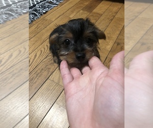 Yorkshire Terrier Puppy for sale in BECKLEY, WV, USA