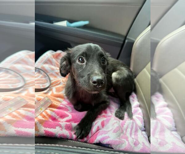 Medium Photo #4 Australian Shepherd-Chihuahua Mix Puppy For Sale in Coldwater, MI, USA
