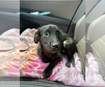 Small #3 Australian Shepherd-Chihuahua Mix