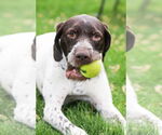 Small #7 German Wirehaired Pointer