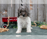 Small #1 Poodle (Toy)