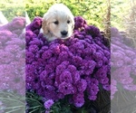 Small Photo #1 Golden Retriever Puppy For Sale in LODI, NY, USA