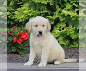 Golden Retriever Puppy for sale in GORDONVILLE, PA, USA