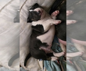 Bull Terrier Puppy for Sale in LONG BEACH, California USA