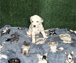 Puppy Dali Dalmatian
