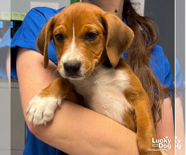 Medium Photo #3 Labbe Puppy For Sale in Washington, DC, USA