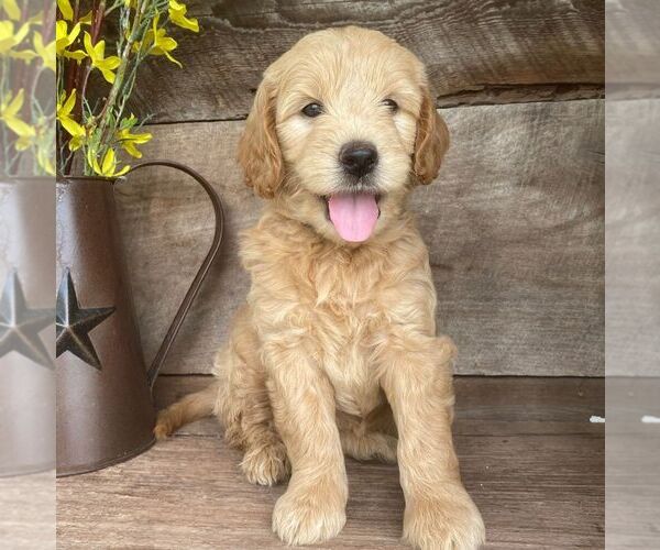 Medium Photo #2 Goldendoodle-Poodle (Miniature) Mix Puppy For Sale in MOHNTON, PA, USA