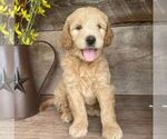 Small Photo #2 Goldendoodle-Poodle (Miniature) Mix Puppy For Sale in MOHNTON, PA, USA