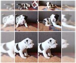 Small Photo #8 American Staffordshire Terrier-Olde English Bulldogge Mix Puppy For Sale in CHARLOTTE, NC, USA