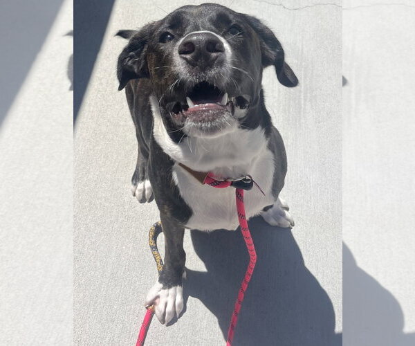 Medium Photo #2 American Pit Bull Terrier Puppy For Sale in Salinas, CA, USA