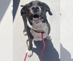 Small #1 American Pit Bull Terrier