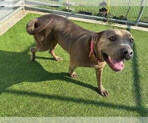 American Staffordshire Terrier-Unknown Mix Dogs for adoption in Grand Prairie, TX, USA