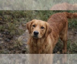 Father of the Golden Retriever puppies born on 11/02/2025