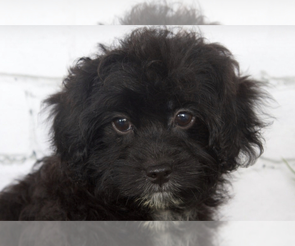 Medium Photo #2 ShihPoo Puppy For Sale in RED LION, PA, USA