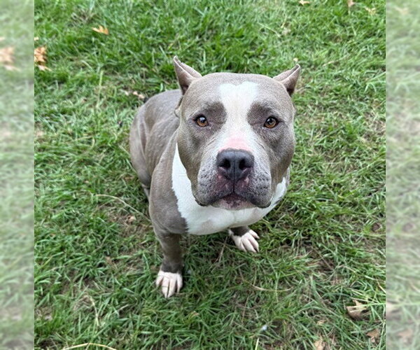 Medium Photo #2 American Staffordshire Terrier-Unknown Mix Puppy For Sale in Conroe, TX, USA