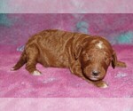 red tuxedo - Female Labradoodle Puppy for Sale - Photo #3