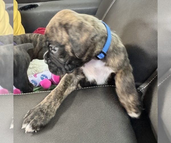 Medium Photo #4 Boxer Puppy For Sale in LANSING, MI, USA