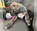 Small #3 Boxer