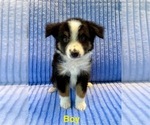 Small Photo #5 Miniature Australian Shepherd Puppy For Sale in FAIR HAVEN, MI, USA