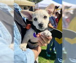 Small #2 Chihuahua Mix