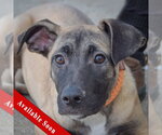 Sprinkles - Female Black Mouth Cur-German Shepherd Dog Mix Dog for Adoption - Small photo