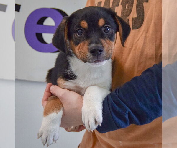 Medium Photo #3 Bagle Hound Puppy For Sale in Huntley, IL, USA