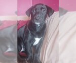 Small Photo #2 German Shorthaired Pointer Puppy For Sale in Hudson, NY, USA