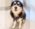 Small #1 Siberian Husky Mix