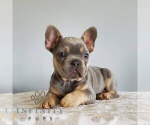 French Bulldog Puppy for sale in GORDONVILLE, PA, USA