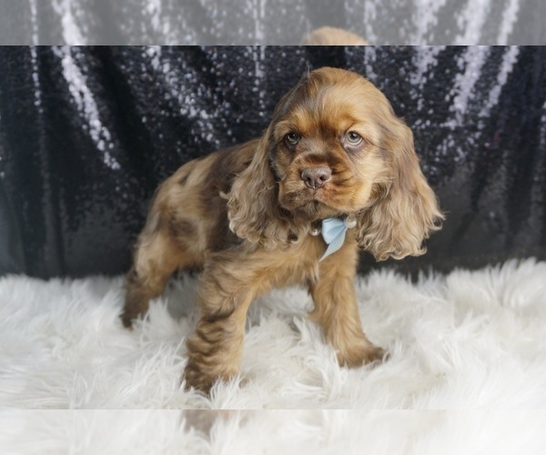 Medium Photo #33 Cocker Spaniel Puppy For Sale in WARSAW, IN, USA