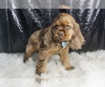 Small Photo #33 Cocker Spaniel Puppy For Sale in WARSAW, IN, USA
