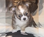Small Chihuahua