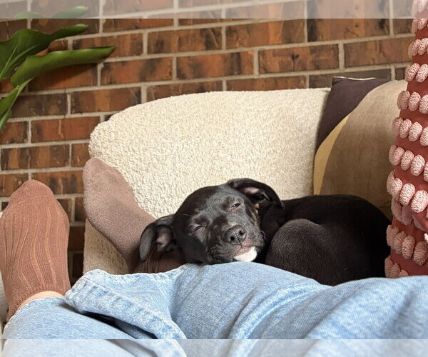 Medium Photo #3 Labrador Retriever-Unknown Mix Puppy For Sale in Aurora, CO, USA