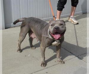 American Pit Bull Terrier-Unknown Mix Dogs for adoption in Louisville, KY, USA