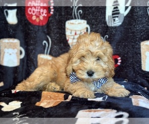 Cockapoo Puppy for sale in LAKELAND, FL, USA