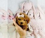 Small #23 Poodle (Toy)