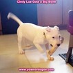 Small Photo #140 Dogo Argentino Puppy For Sale in PINEVILLE, MO, USA