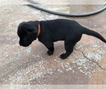 Small Photo #3 Labrador Retriever Puppy For Sale in CHICO, CA, USA