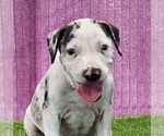 Small #4 Catahoula Leopard Dog