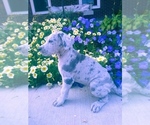Small Photo #2 Great Dane Puppy For Sale in SHIPSHEWANA, IN, USA