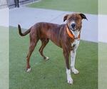 Small Plott Hound Mix
