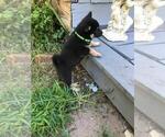 Small Photo #2 Shiba Inu Puppy For Sale in ELIZABETH CITY, NC, USA