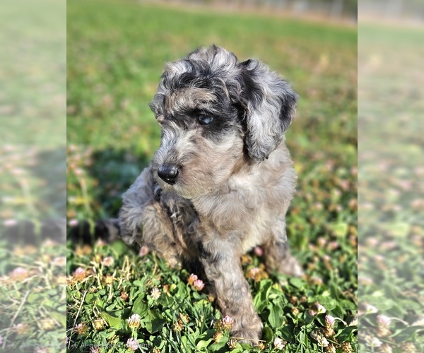Medium Photo #2 Whoodle (Miniature) Puppy For Sale in PHELAN, CA, USA