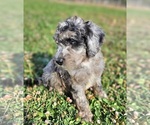 Small #1 Whoodle (Miniature)