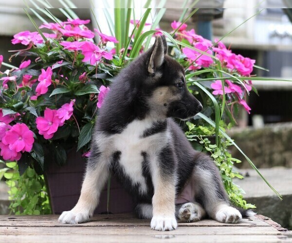 Medium Photo #2 German Shepherd Dog-Siberian Husky Mix Puppy For Sale in FREDERICKSBG, OH, USA